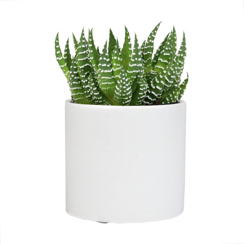 Haworthia Succulent Plant Live in White Planter, Live Succulents Plants Live Plants, Live Indoor Plants Live Houseplants, Low Light House Plants, Succulent Plants Cactus Plants Live by Plants for Pets Haworthia Succulent Plant Live in White Planter, Live Succulents Plants Live Plants, Live Indoor Plants Live Houseplants, Low Light House Plants, Succulent Plants Cactus Plants Live by Plants for Pets