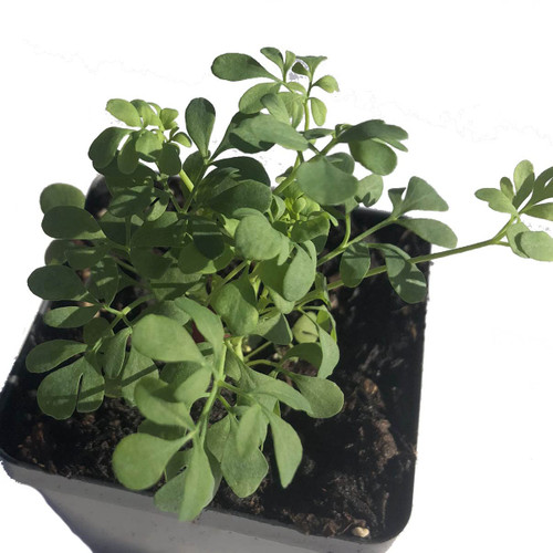Rue Plant, (Ruta graveolens) 2.5-inch Pot