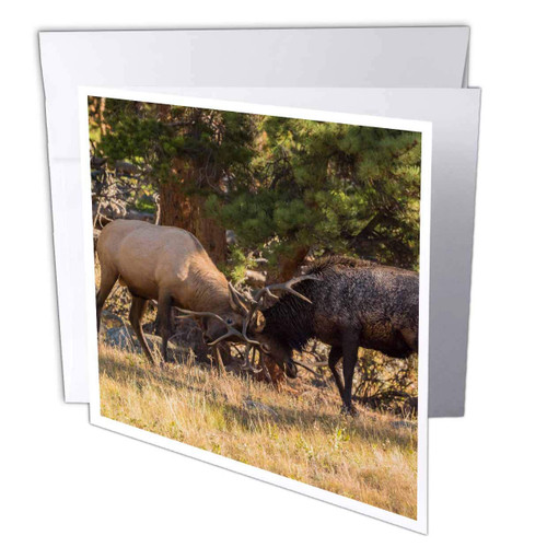 3dRose USA, Colorado, Rocky Mountain National Park. Male elks Sparring. - Greeting Card, 6 by 6-inch (gc_278742_5)