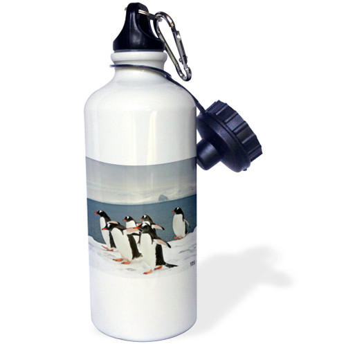3dRose Gentoo Penguin - Sports Water Bottle, 21 oz, White