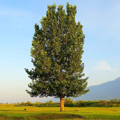 4 Hybrid Poplar Trees - Grow for Privacy, Shade, Landscaping. Fast Growing. Get 4 Cuttings to Grow 4 Trees 4 Hybrid Poplar Trees - Grow for Privacy, Shade, Landscaping. Fast Growing. Get 4 Cuttings to Grow 4 Trees
