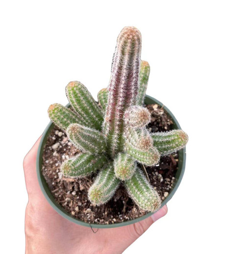 FOLIAGEMS Live Cactus Plants from USKC (4"Pot Echinopsis Peanut Cactus) FOLIAGEMS Live Cactus Plants from USKC (4"Pot Echinopsis Peanut Cactus)
