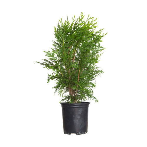 Green Giant Arborvitae (2.5 Quart) Fast-Growing Evergreen Thuja Tree with Green Foliage - Full to Partial Sun Live Outdoor Plant