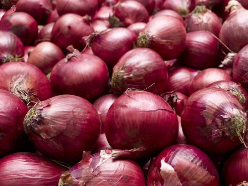 Red Burgundy Onion Seeds 100 Count, COOL BEANS N SPROUTS" Brand. Heirloom. Non-GMO. Home Gardening.