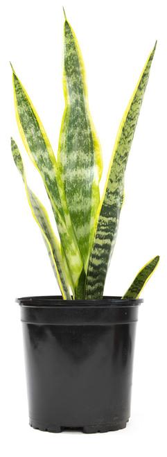 Sansevieria Trifasciata Laurentii Live Snake Plant, Snake Plant Live Indoor Sansevieria Plant Live Plants, Live Succulents Plants Live Houseplants Indoor Plants, Snake Plants Live by Plants for Pets