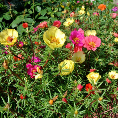 2500+ Purslane Seeds for Planting Mixed Colors Big Pack Rare Purslane Fresh Seeds for Planting 2500+ Purslane Seeds for Planting Mixed Colors Big Pack Rare Purslane Fresh Seeds for Planting