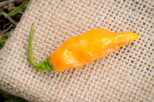 Datil Sweet Heirloom Pepper Premium Seed Packet + More Datil Sweet Heirloom Pepper Premium Seed Packet + More