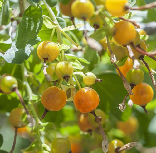 Earthcare Seeds Golden Currant 60 Seeds (Ribes aureum) Heirloom - Open Pollinated - Non GMO