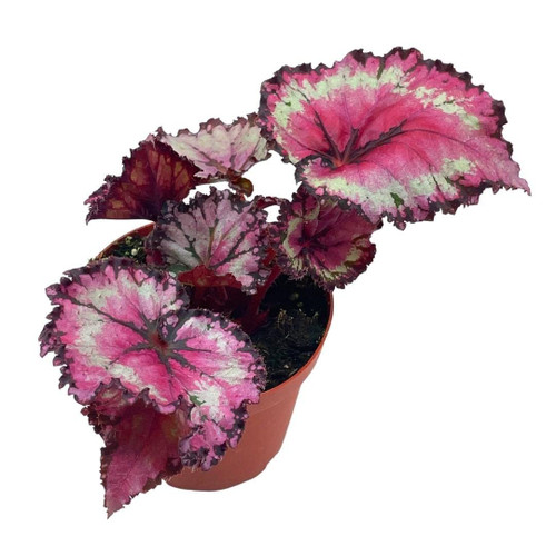 Raspberry Beret, Begonia Rex, 4 inch Painted-Leaf Winter Begonia, Unique Homegrown Exclusive, Variegated Raspberry Beret, Begonia Rex, 4 inch Painted-Leaf Winter Begonia, Unique Homegrown Exclusive, Variegated