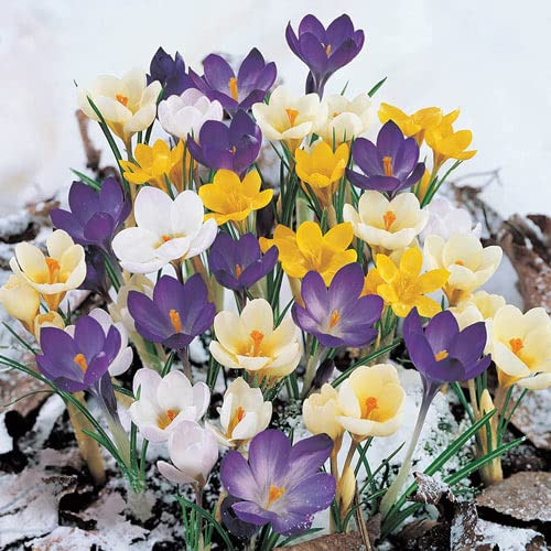 BRECK'S - Snow Crocus Mixture Dormant Spring Flowering Bulbs - Each Offer Includes 100 Bulbs