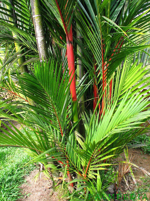 Zaylee Garden 5 Cyrtostachys Renda Seeds | Red Sealing Wax Palm Tree | Exotic Lipstick Plant