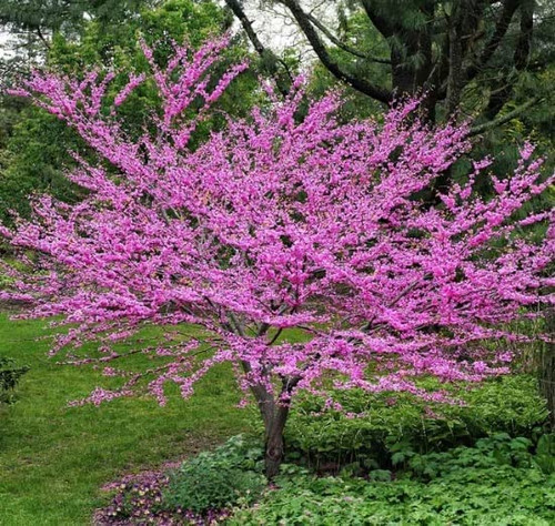 Eastern Redbud Tree Seedlings for Planting - Amazing Pink Spring Flowers - No Ship to California (2 Seelings)