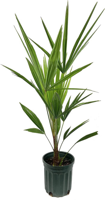Windmill Palm - Live Starter Plant in a 2 Inch Pot - Trachycarpus Fortunei - Hardy Palm from Florida Windmill Palm - Live Starter Plant in a 2 Inch Pot - Trachycarpus Fortunei - Hardy Palm from Florida