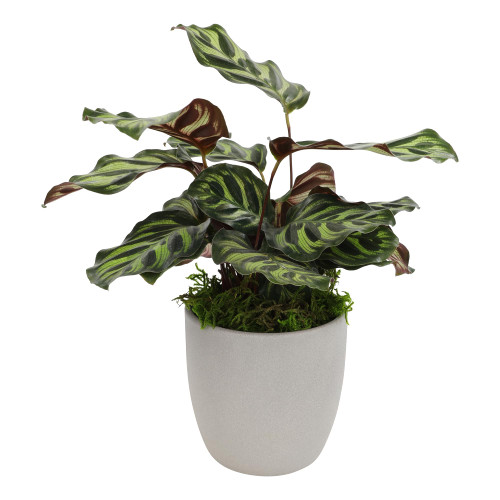 'Makoyana' Calathea Plant Live Plant Decor & Desk Plant Pot, Pet Safe Plants Indoor Decorative Plants, Live Indoor House Plants Indoors Live Plants Indoor Plants Live Houseplants by Plants for Pets 'Makoyana' Calathea Plant Live Plant Decor & Desk Plant Pot, Pet Safe Plants Indoor Decorative Plants, Live Indoor House Plants Indoors Live Plants Indoor Plants Live Houseplants by Plants for Pets