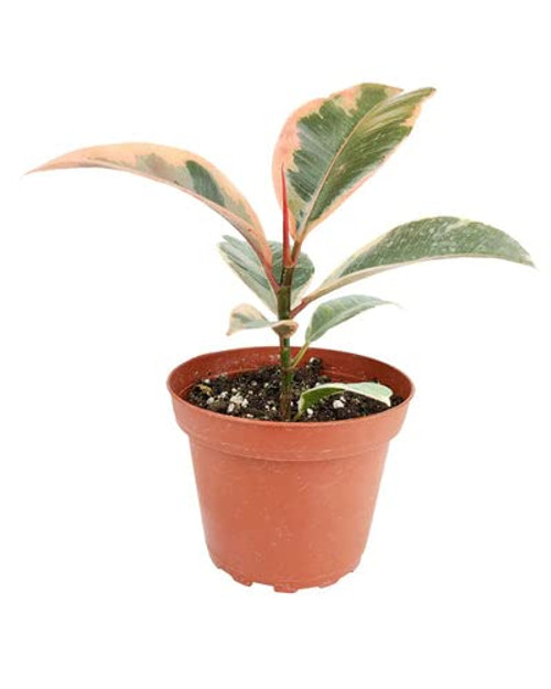 Ficus Elastica Ruby Pink (4'' Grower Pot) - Healthy Houseplant - Easy Care Indoor Houseplant Ficus Elastica Ruby Pink (4'' Grower Pot) - Healthy Houseplant - Easy Care Indoor Houseplant