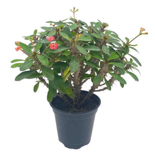 Crown of Thorns, Euphorbia milii, Madagascar Christ Thorn in a 4 inch Pot, Very Filled