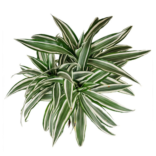 Dracaena Warneckii (4" Grower Pot) - Air-Purifying Low Light houseplant - Colorful Houseplant Decoration for Office and Apartment Dracaena Warneckii (4" Grower Pot) - Air-Purifying Low Light houseplant - Colorful Houseplant Decoration for Office and Apartment