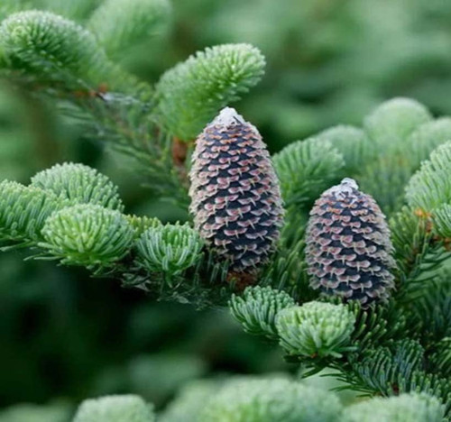 Abies fraseri (Fraser Fir) Tree Seed, Especially Fragrant with Crisp, Evergreen Smell, You Choose The Quantity (1 Pack)
