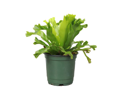 Thorsen's Greenhouse Leslie Bird's Nest Fern, Live Indoor Plant, Crested Japanese Bird's Nest Fern, Plastic Nursery Pot, 4" Diameter Thorsen's Greenhouse Leslie Bird's Nest Fern, Live Indoor Plant, Crested Japanese Bird's Nest Fern, Plastic Nursery Pot, 4" Diameter