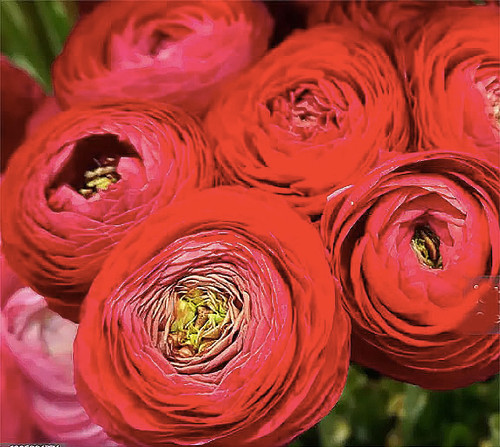 Red French Peony Ranunculus - Largest Size Corms 12