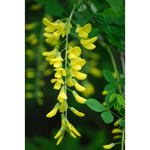 KVITER 10 Seeds Tree Golden Chain - Laburnum alpinum - Bonsai Favorite - 10 Seeds Golden Chain Tree Plant for Your Garden