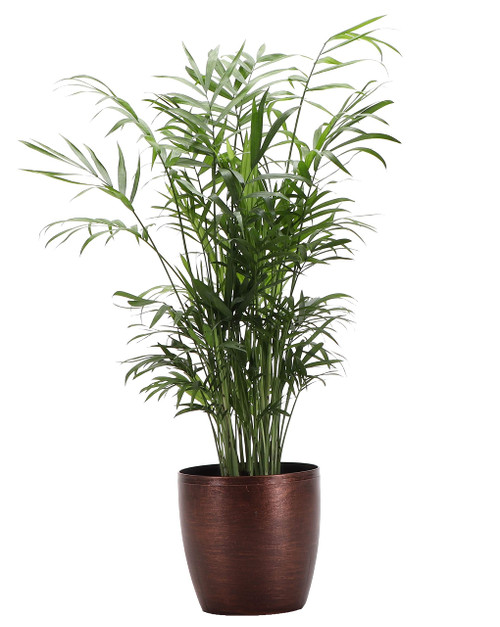 Thorsen's Greenhouse Parlor Palm Plant, Live Indoor Plant, Neanthe Bella Palm, 4" Diameter Pot, Classic Pot Cover (Copper)