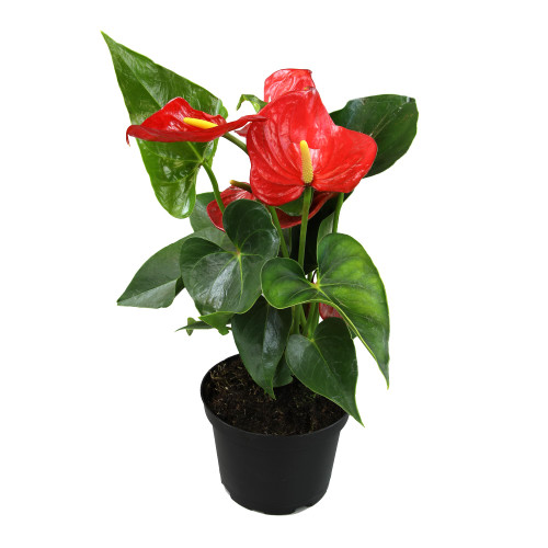 6" Red Anthurium Live Plant Decor, Live House Plants, Anthuriums Live Plants Indoor Plants Live Houseplants, Real Plants Indoor Live Plants, Easy Plant Lover Gifts for Plant Lovers by Plants for Pets 6" Red Anthurium Live Plant Decor, Live House Plants, Anthuriums Live Plants Indoor Plants Live Houseplants, Real Plants Indoor Live Plants, Easy Plant Lover Gifts for Plant Lovers by Plants for Pets