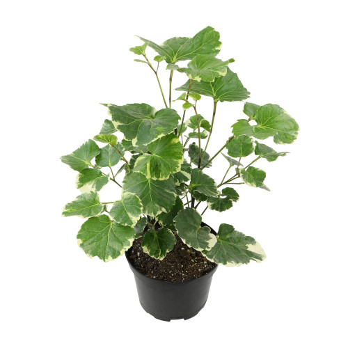 6" Aralia Balfouriana, Rare House Plants Live Indoor House Plants, Exotic House Plants Indoors Live Plants Indoor, Rare Plants Live Houseplants Live Indoor Plants Live Houseplants by Plants for Pets 6" Aralia Balfouriana, Rare House Plants Live Indoor House Plants, Exotic House Plants Indoors Live Plants Indoor, Rare Plants Live Houseplants Live Indoor Plants Live Houseplants by Plants for Pets