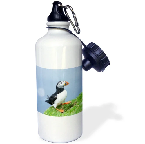 3dRose Atlantic Puffin on cliff. Shetland Islands, Scotland. -Sports Water Bottle, 21oz , Multicolored