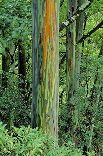 Posterazzi Hawaii Maui Hana Rainbow Eucalyptus Tree Trunk Poster Print, (11 x 17)