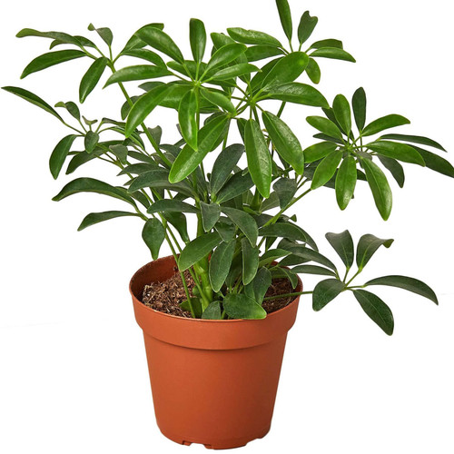 Schefflera Arboricola Live Plant for Indoor | Different Houseplants in 4'' & 6'' Pot | Real House Plant Decor for Living Room, Office, Desk & Bathroom | Dwarf Umbrella Tree Schefflera Arboricola Live Plant for Indoor | Different Houseplants in 4'' & 6'' Pot | Real House Plant Decor for Living Room, Office, Desk & Bathroom | Dwarf Umbrella Tree