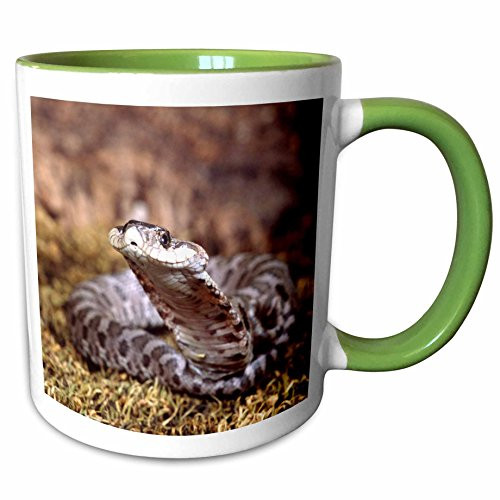 3dRose 83987_7 Baby Eastern Hognose Snake NA02 DNO0497 David Northcott, Green Mug, 11 oz 3dRose 83987_7 Baby Eastern Hognose Snake NA02 DNO0497 David Northcott, Green Mug, 11 oz