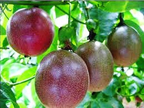 Passion Fruit "Possum Purple" Price Includes Four (4) Plants Passion Fruit "Possum Purple" Price Includes Four (4) Plants