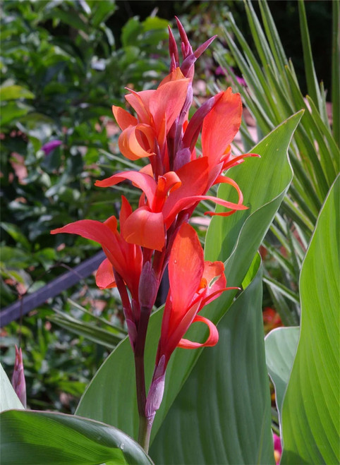 Rare Plant Tree Seeds Canna Indica 20 Seeds - Red Indian Shot, Garden Arrowroot