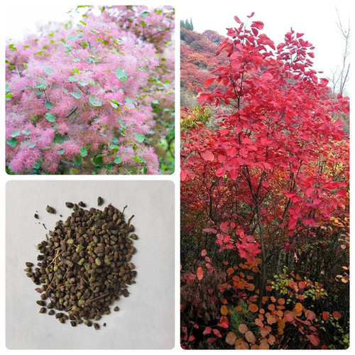 Rare Plant Tree Seeds 100+ Purple Smoketree Seeds (Cotinus coggygria Purpureus)