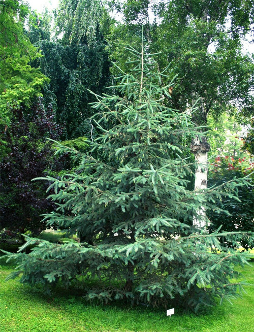 Rare Plant Tree Seeds 50+ White Spruce Tree Seeds Seeds (Picea glauca)