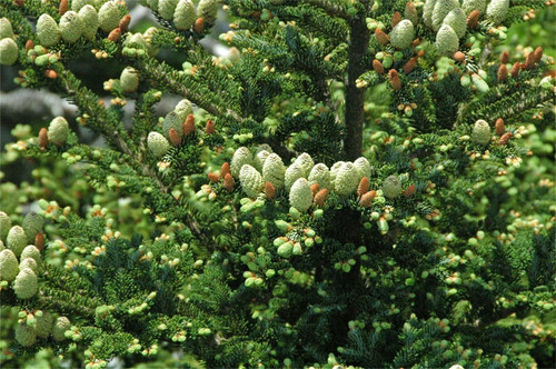 Rare Plant Tree Seeds 30+ Fraser Fir Seeds (Abies fraseri)