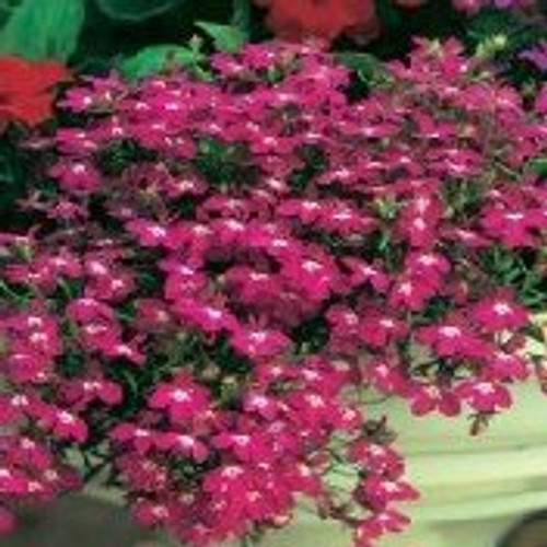 200 RED & White ROSAMOND Lobelia Erinus Flower Seeds