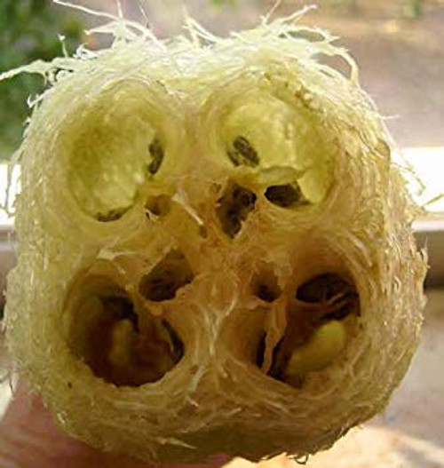 25 LUFFA SPONGE GOURD (Vegetable Sponge / Smooth Luffa / Sponge Luffa / Climbing Okra / Dishrag Gourd) Luffa Cylindrica Vine Seeds 25 LUFFA SPONGE GOURD (Vegetable Sponge / Smooth Luffa / Sponge Luffa / Climbing Okra / Dishrag Gourd) Luffa Cylindrica Vine Seeds
