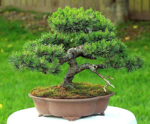 Mugo Pine 25 Seeds - Bonsai - Pinus mugo mughus