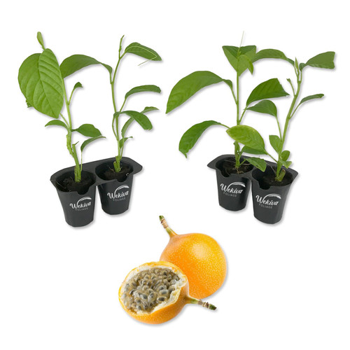 Giant Granadilla Passion Fruit Plant - 4 Live Starter Plants - Edible Fruit Bearing Vine for The Patio and Garden