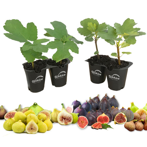 Fig Tree Variety Multipack - 4 Live Starter Plants in 2 Inch Grower's Pot - Ficus Carica - Grower's Choice Based on Health Beauty and Availability