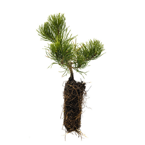 Mugo Pine | Medium Tree Seedling | The Jonsteen Company