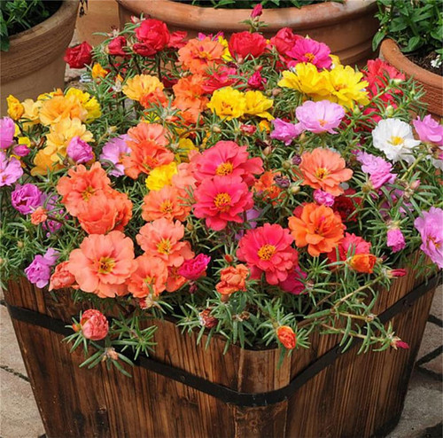 Rare Varieties Portulaca Grandiflora Seeds Moss-Rose Purslane Seeds Mixed Color 2000Pcs Rare Varieties Portulaca Grandiflora Seeds Moss-Rose Purslane Seeds Mixed Color 2000Pcs