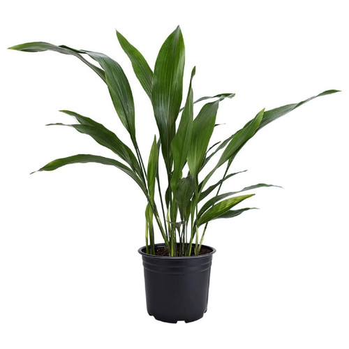 American Plant Exchange Live Cast Iron Plant, Ballroom Plant, Plant Pot for Home and Garden Decor, 6" Pot