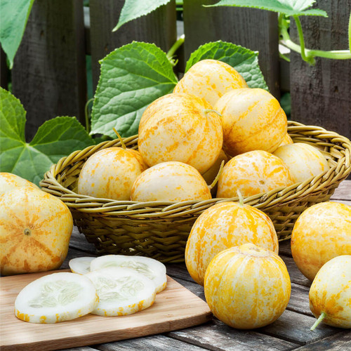 50 Lemon Cucumber Seeds for Gardening - Non GMO Heirloom Home Garden Plants, Seeds & Bulbs - Vegetable Seeds Gifts - Plant Seeds for Lemons Cucumber Fresh Seeds - Cucumbers Fresh Organic Seeds