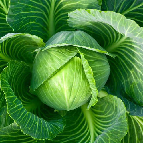 200 Cabbage Seeds for Gardening - Non GMO Heirloom Garden Plants, Seeds & Bulbs - Vegetable Seeds Gifts - Plant Seeds Cabbage - Organic Cabbage Seeds - Seeds for Planting Vegetables and Fruits