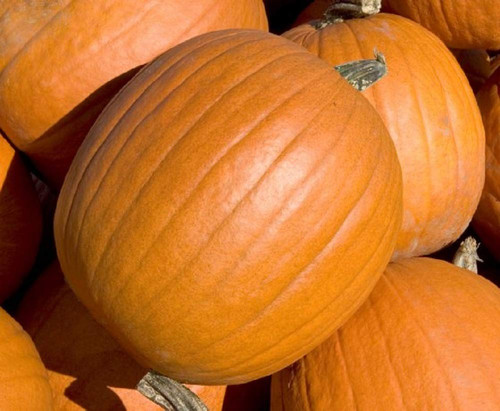Mammoth Gold Pumpkin Seeds 50 Count, COOL BEANS N SPROUTS" Brand. Heirloom. Non-GMO. Home Gardening.