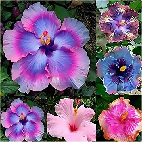 30pcs Mix Colors Giant Hibiscus Seeds - Vibrant Garden Flowers - Perennial Beauty 30pcs Mix Colors Giant Hibiscus Seeds - Vibrant Garden Flowers - Perennial Beauty