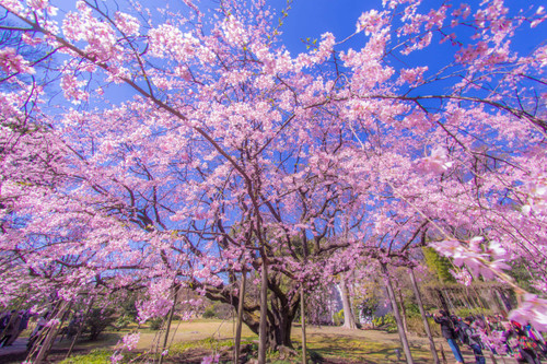 Weeping Cherry Tree Seeds for Planting | 10+ Seeds | Highly Prized for Bonsai, Weeping Cherry Tree - 10+Seeds - Outdoor Flowering Tree Weeping Cherry Tree Seeds for Planting | 10+ Seeds | Highly Prized for Bonsai, Weeping Cherry Tree - 10+Seeds - Outdoor Flowering Tree